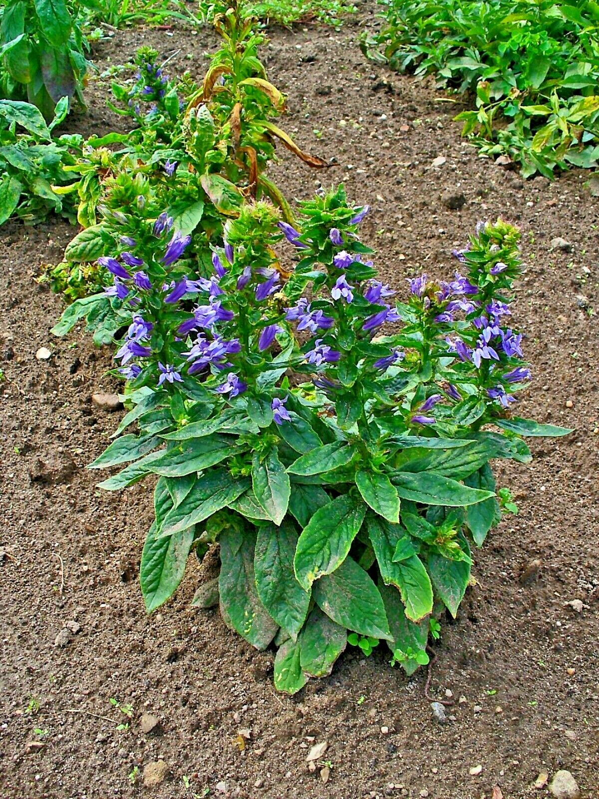 300+GREAT BLUE LOBELIA Seeds Native Wildflower Poor Soils Shade Garden Heat Cold