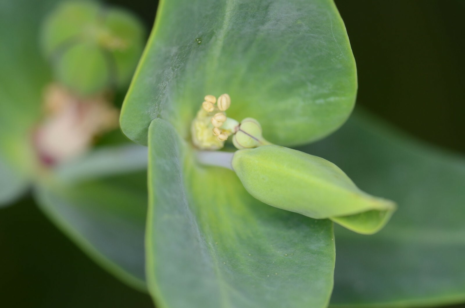 10+ GOPHER SPURGE Seeds, Euphorbia lathyris, Mole Plant *Free USA Shipping!*