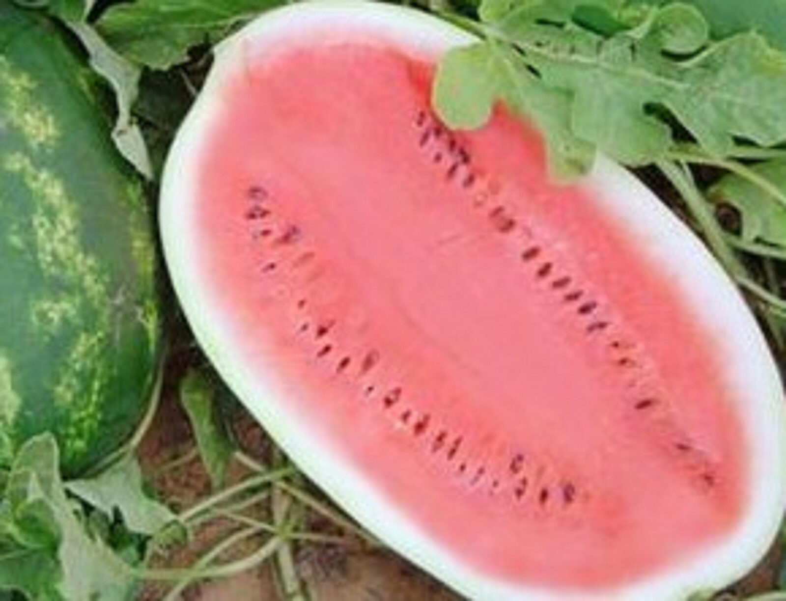 All Sweet Watermelon Seeds 25 SEEDS NON-GMO –BUY 4 ITEMS FREE SHIPPING