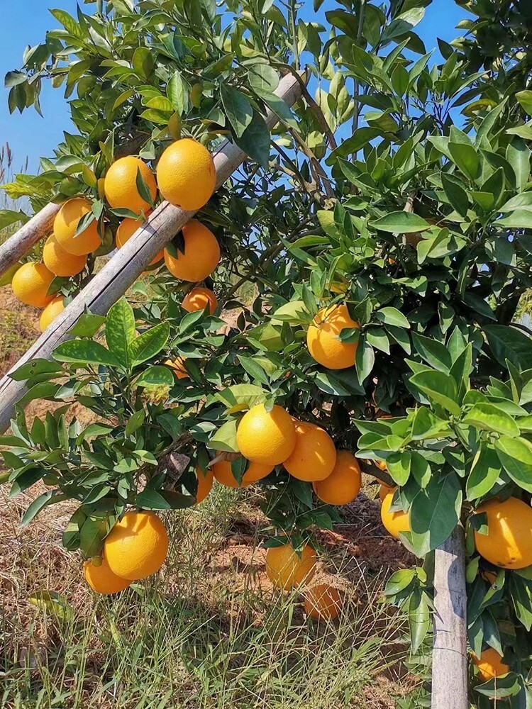 23 Sweet Orange Tree Seeds
