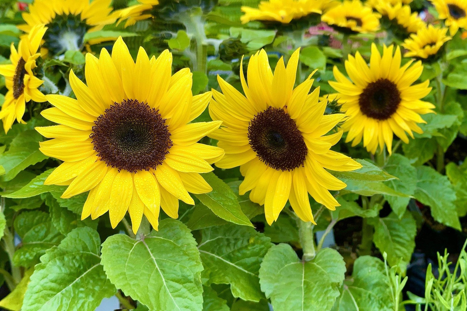 25 Dwarf SUNSPOT SUNFLOWER Helianthus Annuus Flower Seeds