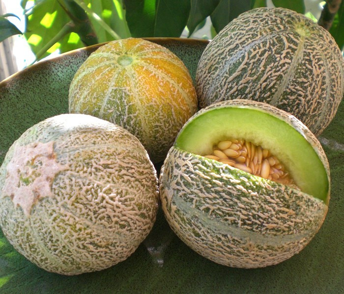40 Heirloom Ice Cream Melon Very Rare Sweet 2-3LB Melon – Tart Flavor VERY Sweet