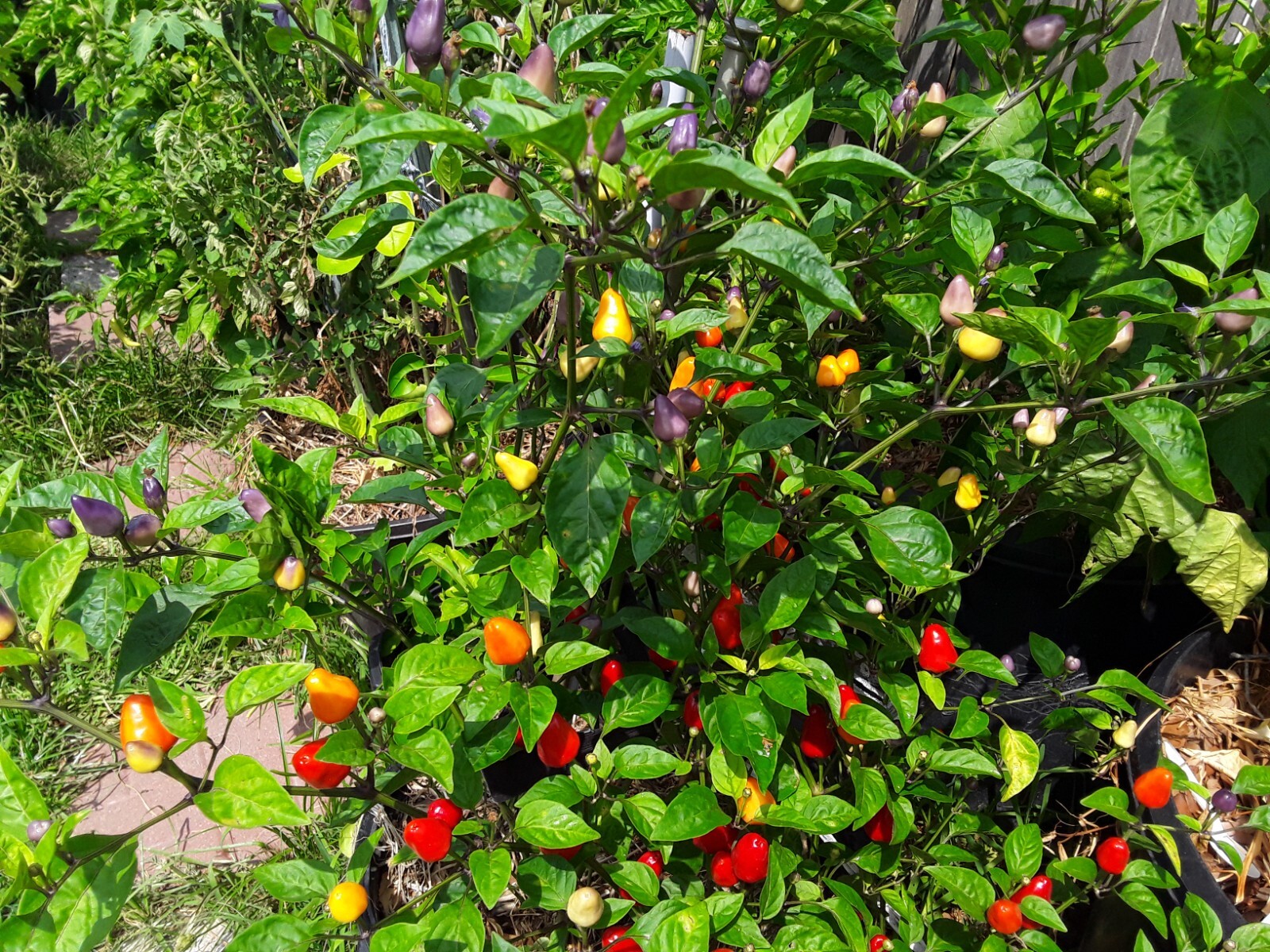 50+ Chinese 5 Color Pepper Seeds Edible & Ornamental Non-Gmo