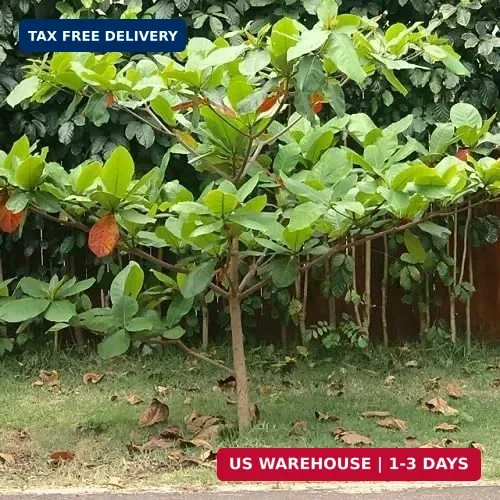 5pcs Fresh Almond Tree Seeds, Premium Heirloom Variety for Planting, Fast-Growin