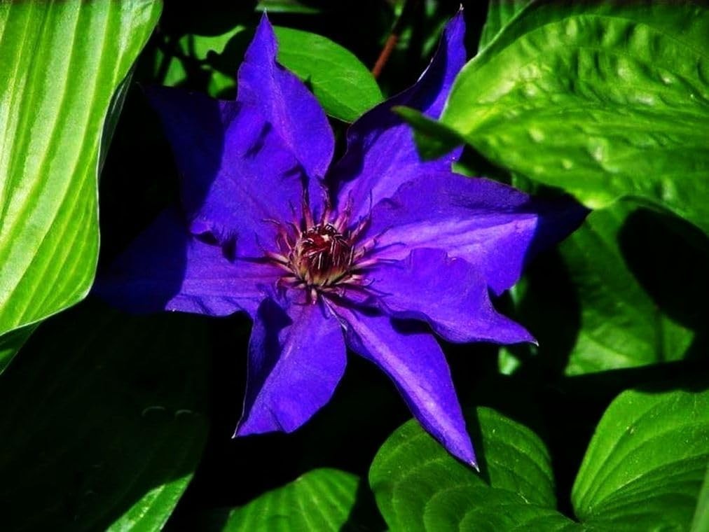 20 Mixed Heirloom Clematis Seeds – Low Maintenance Perennial Flower Beauties