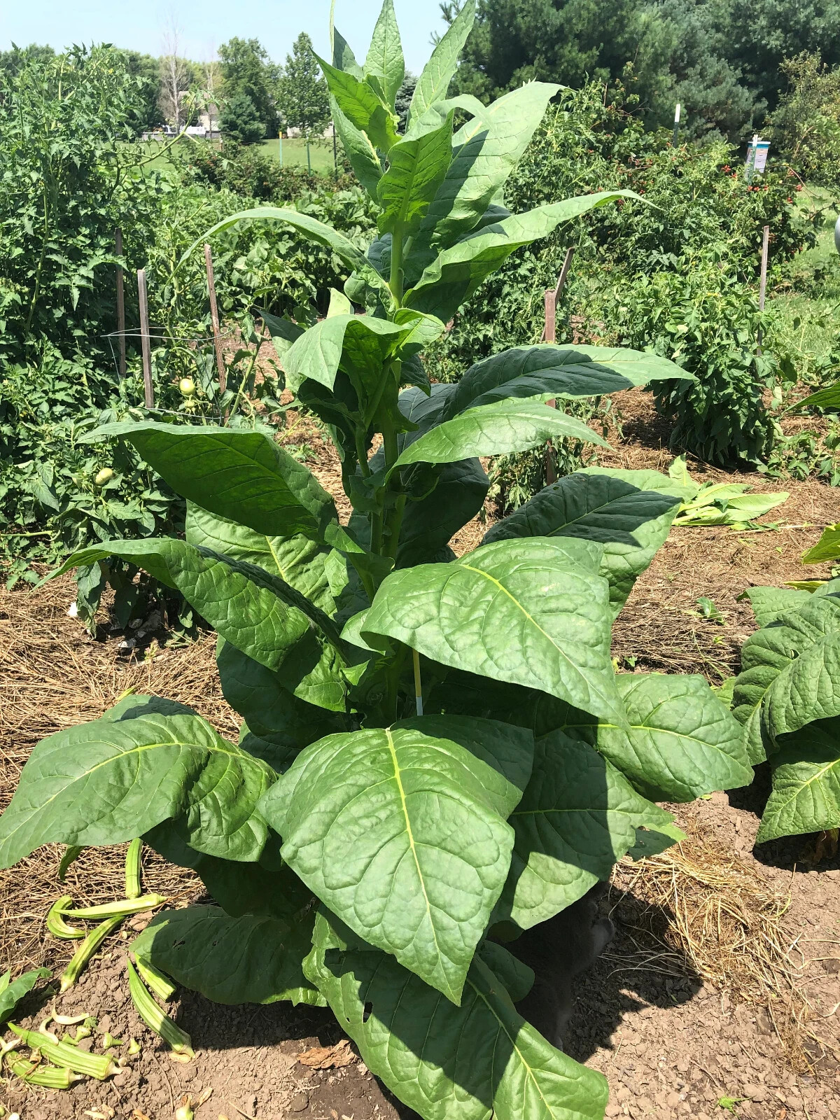 Havaña-608 Tobacco Seeds ~100 Non-GMO Free Ship No Track ~2 Weeks Arrival Read