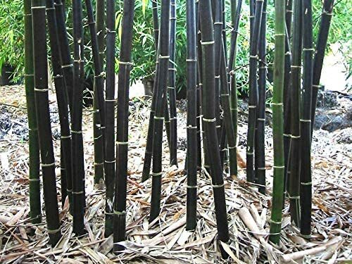 100 Rare Black Bamboo Seeds to Grow Black Bamboo