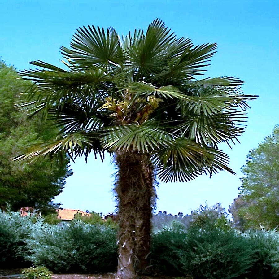 10 WINDMILL FAN PALM Tree Seeds Trachycarpus Fortunei MOST COLD HARDY Palm Plant