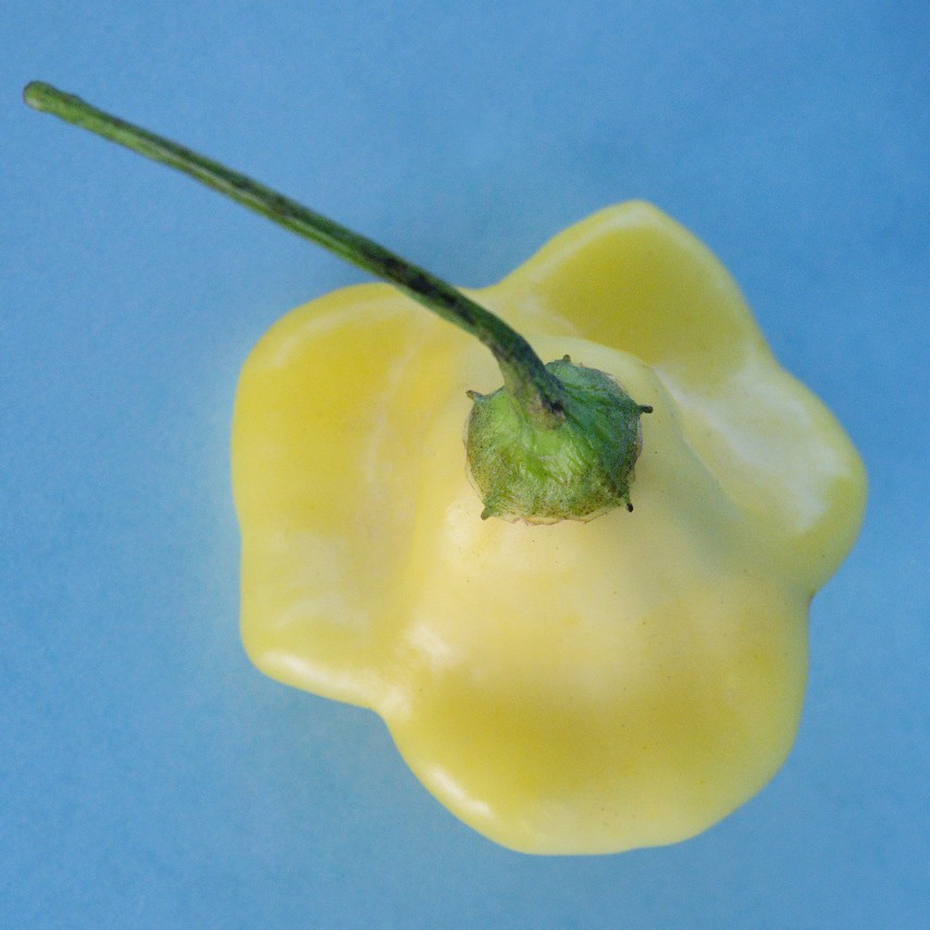 Aji Sparklng White Fantasy Pepper Seeds. 10 seeds. Free Shipping!
