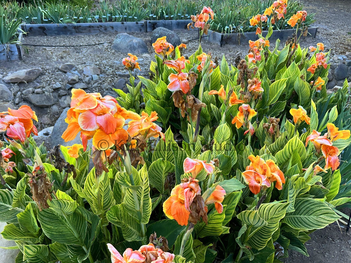Canna Lily (1) Rhizome “BENGAL TIGER” a.k.a. “PRETORIA” Variegated Foliage!