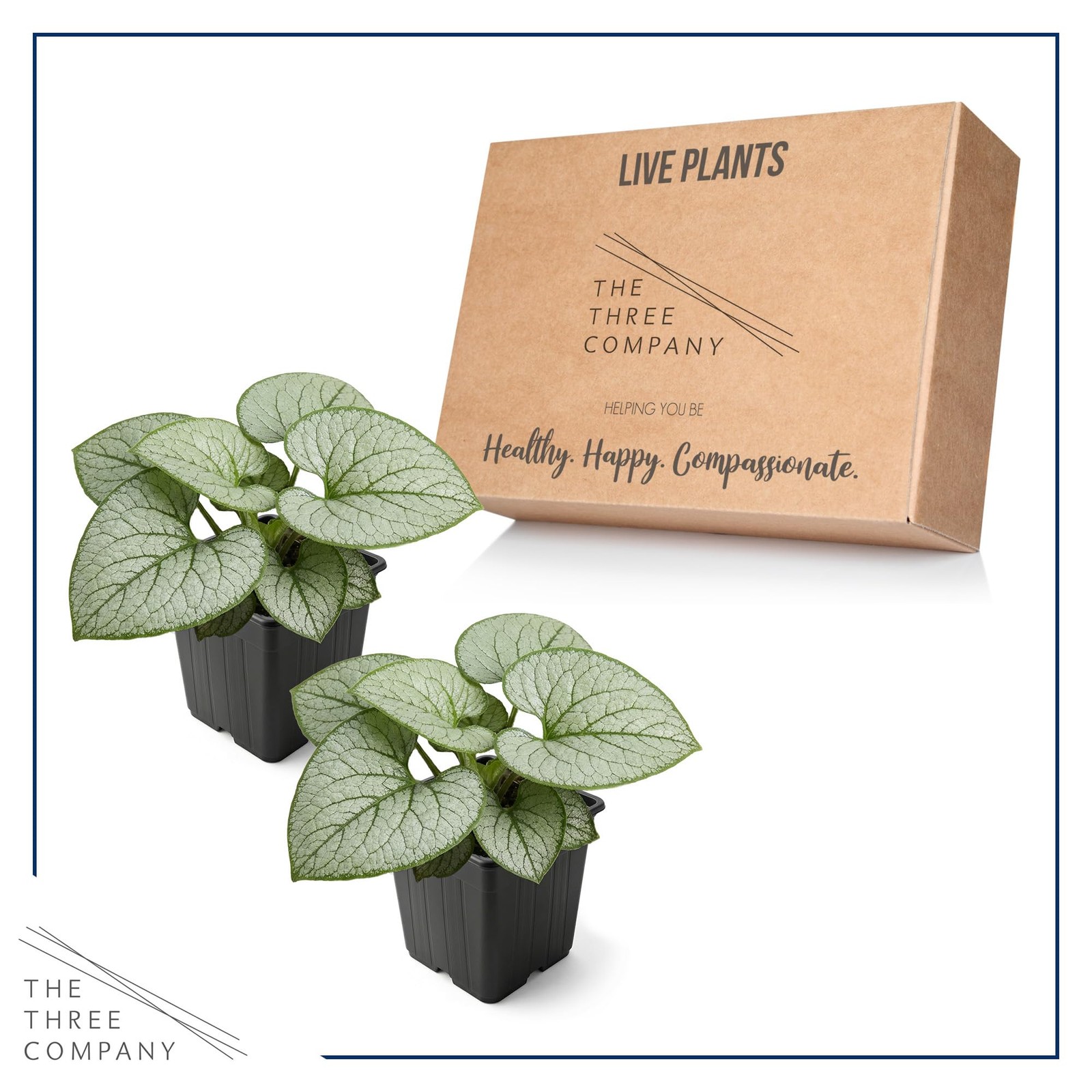 Brunnera 2Pack Silver Heart Shade Perennial with Variegated Leaves, Blue