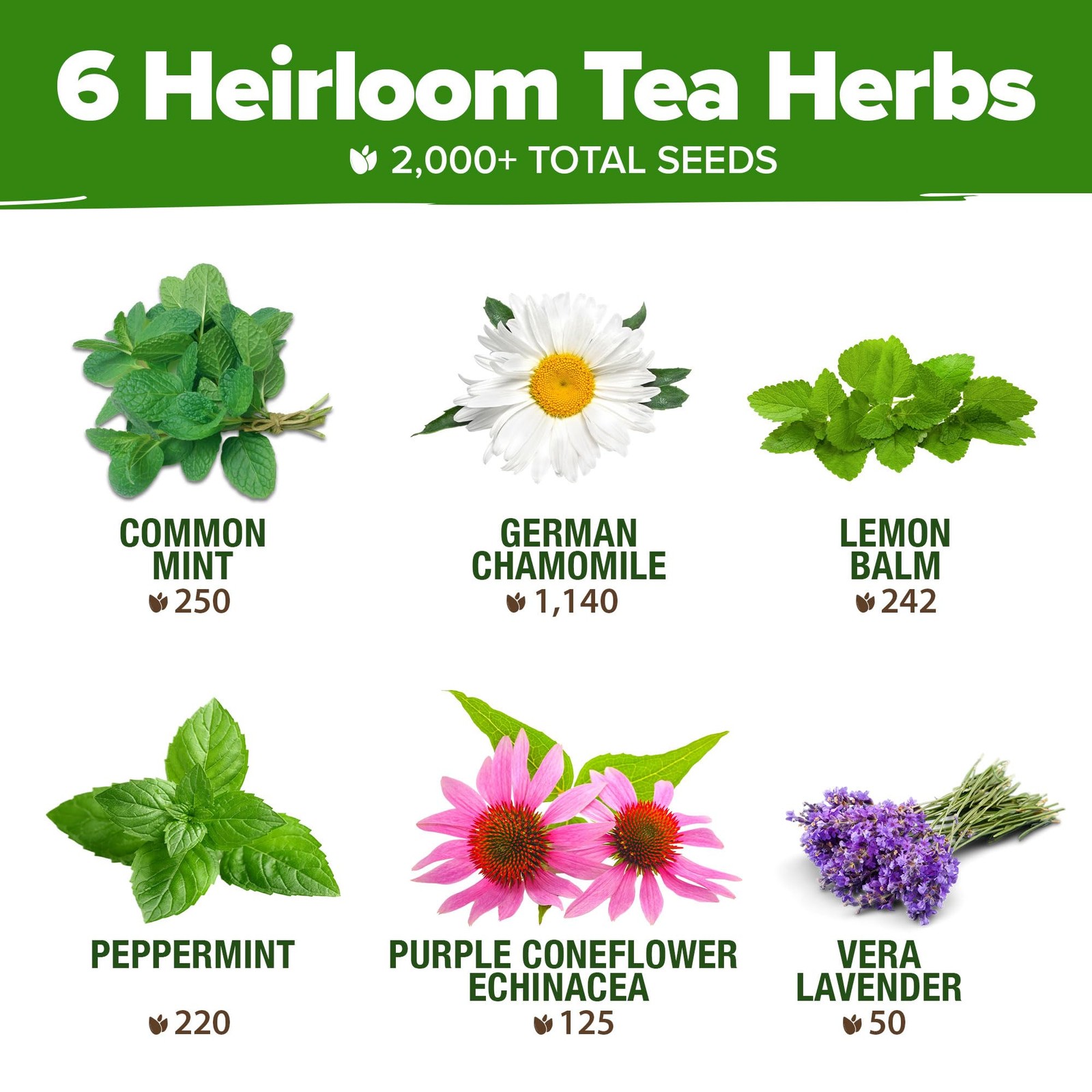 HOME GROWN Medicinal Herb Seeds Vault – 2,000+ Seeds, 6 Non GMO Heirloom Vari…