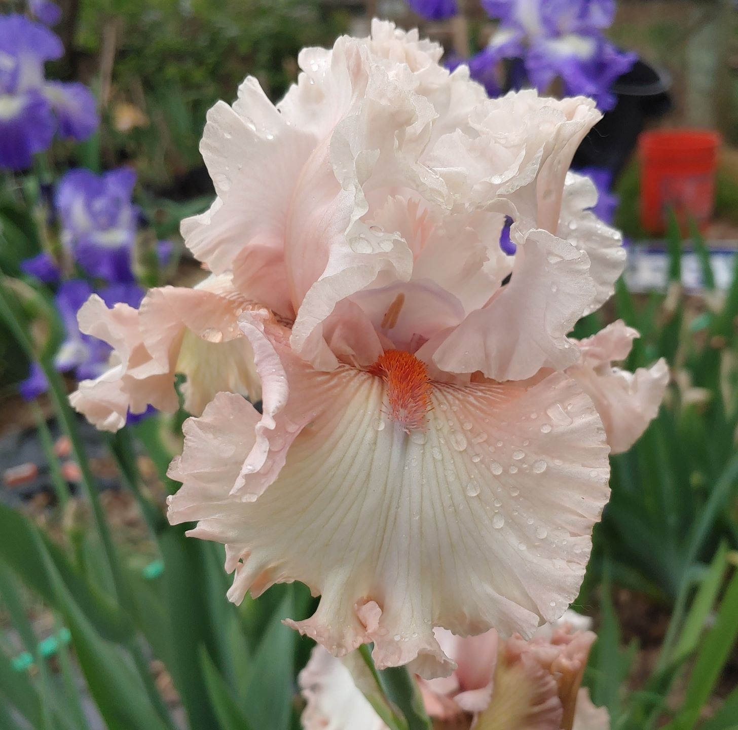 ‘Double Platinum’ TB Rebloom Bearded Iris Rhizome PRE-SALE to Ship Aug/Sept