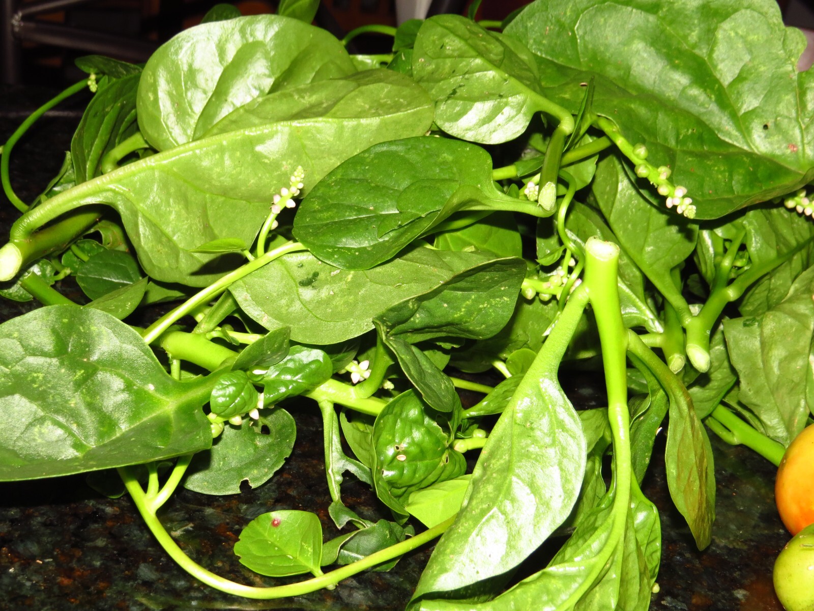 25+Green Malabar Spinach seeds(Asian spinach, MongToi Mu er cai ,Vine Spinach).