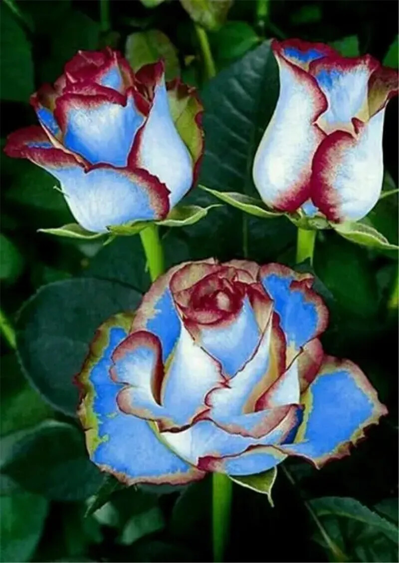20 ROSE FLOWER SEEDS rare exotic plant garden for stratification/germination