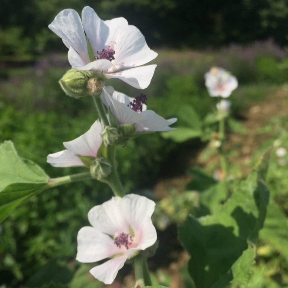 Marshmallow Seeds (Althea officinalis) ~Traditional Herb PPollinator Garden