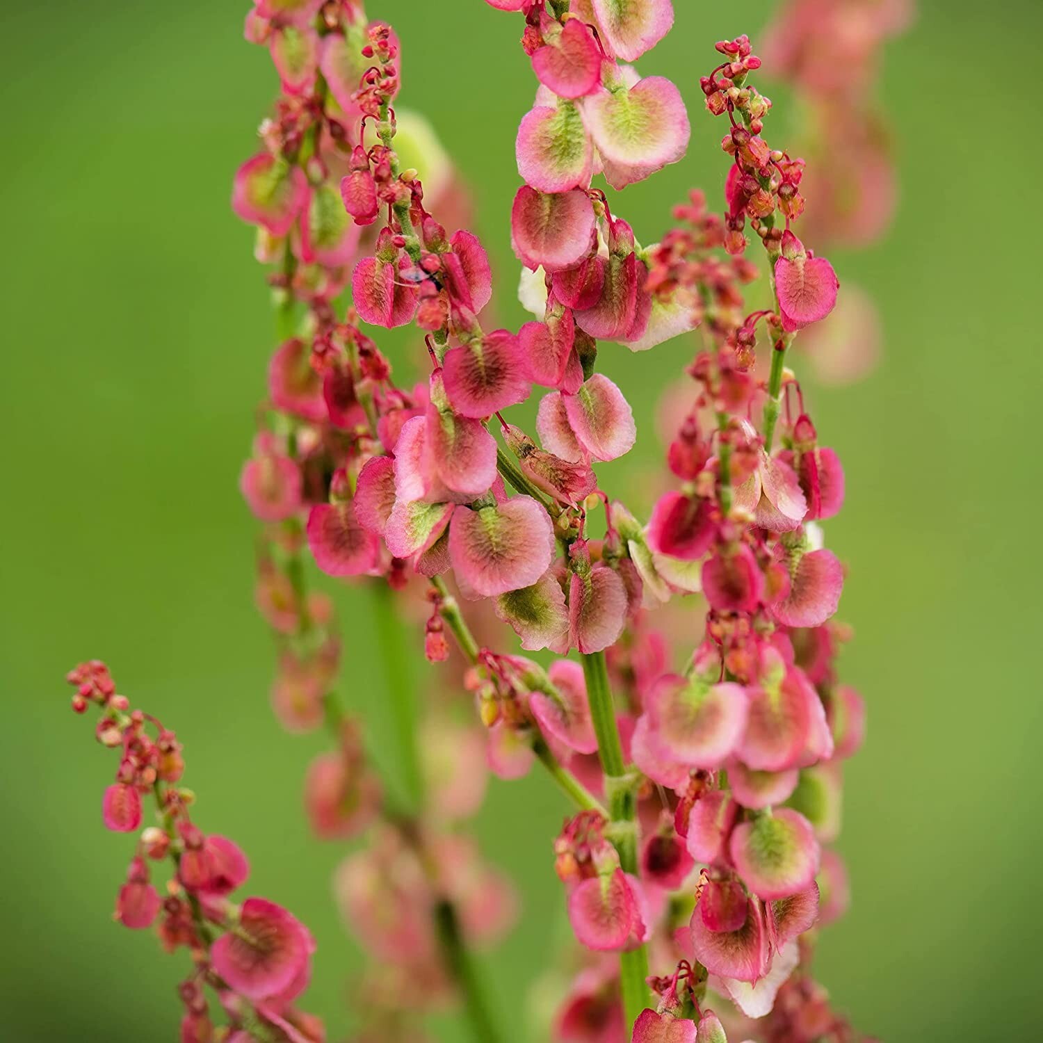 50 Cactusweed Seeds for Planting Rumex crispus Curly Dock Seeds