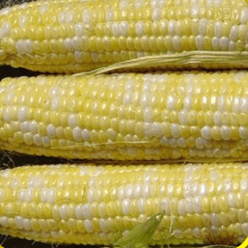 Sweet Corn Seed: Delectable RM Sweet Corn Seeds Choose packet Size New Seed