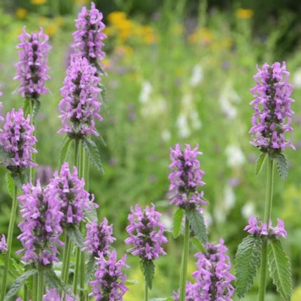 Wood Betony Seeds (Stachys officinalis) ~Traditional Herb Pollinator Garden