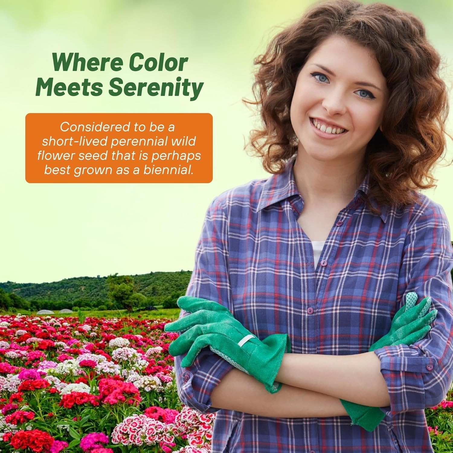1 LB Dianthus Sweet William Seed Mix For Planting | Xeriscape Landscaping