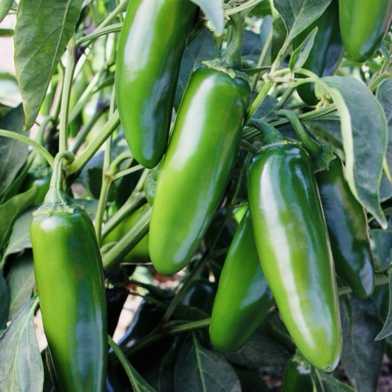 200+ JALAPENO Hot Pepper Seeds – Medium Poppers Heirloom Non-GMO | USA Fast Ship