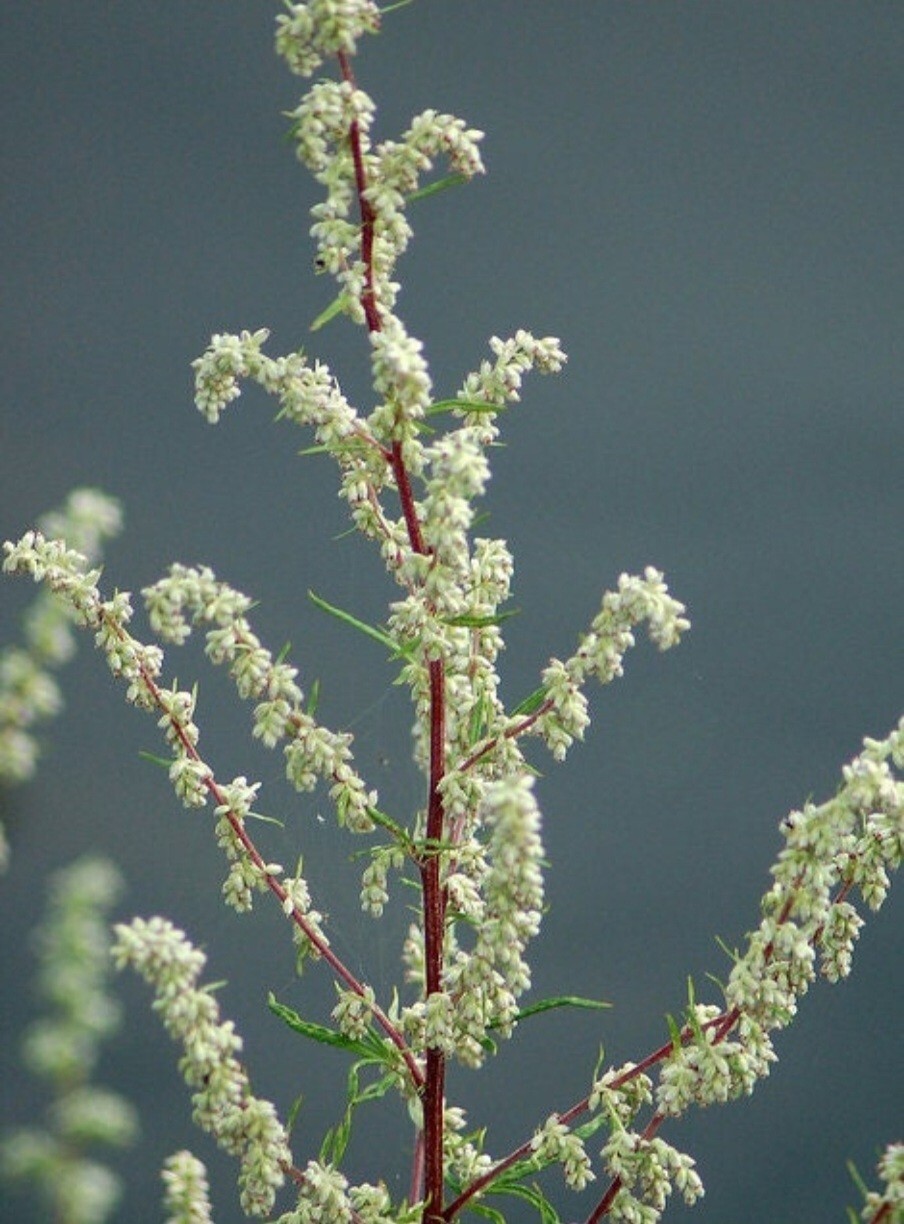 Mugwort (Artemisia vulgaris) SEEDS