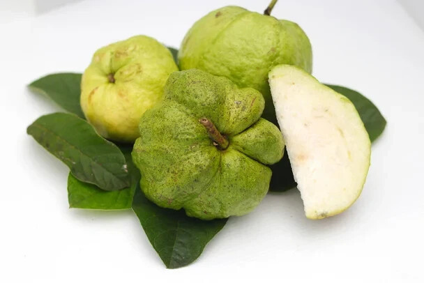 50+ Indonesian Seedless Guava Seeds for Garden Planting – USA – FREE SHIPPING!