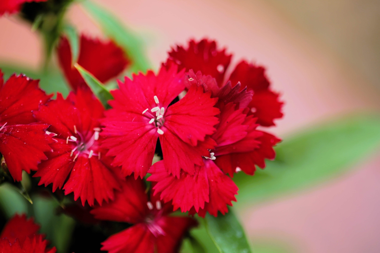 100 RED CARDINAL DIANTHUS Caryophyllaceae Flower Seeds *Flat S/H
