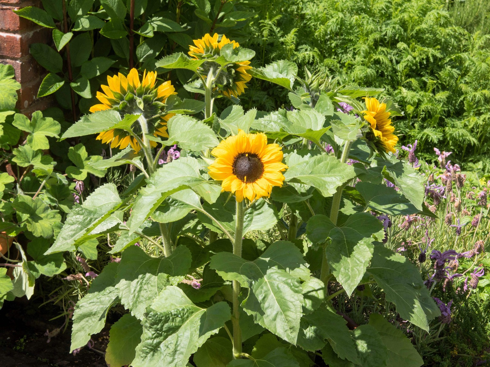 25 Dwarf SUNSPOT SUNFLOWER Helianthus Annuus Flower Seeds