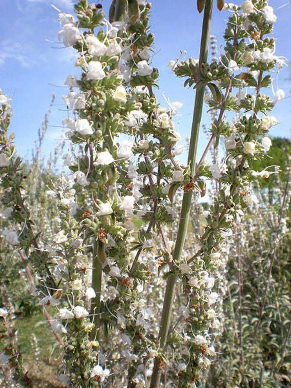 75 Sacred California WHITE SAGE Salvia Apiana Shrub Silver Folliage Native Smudg
