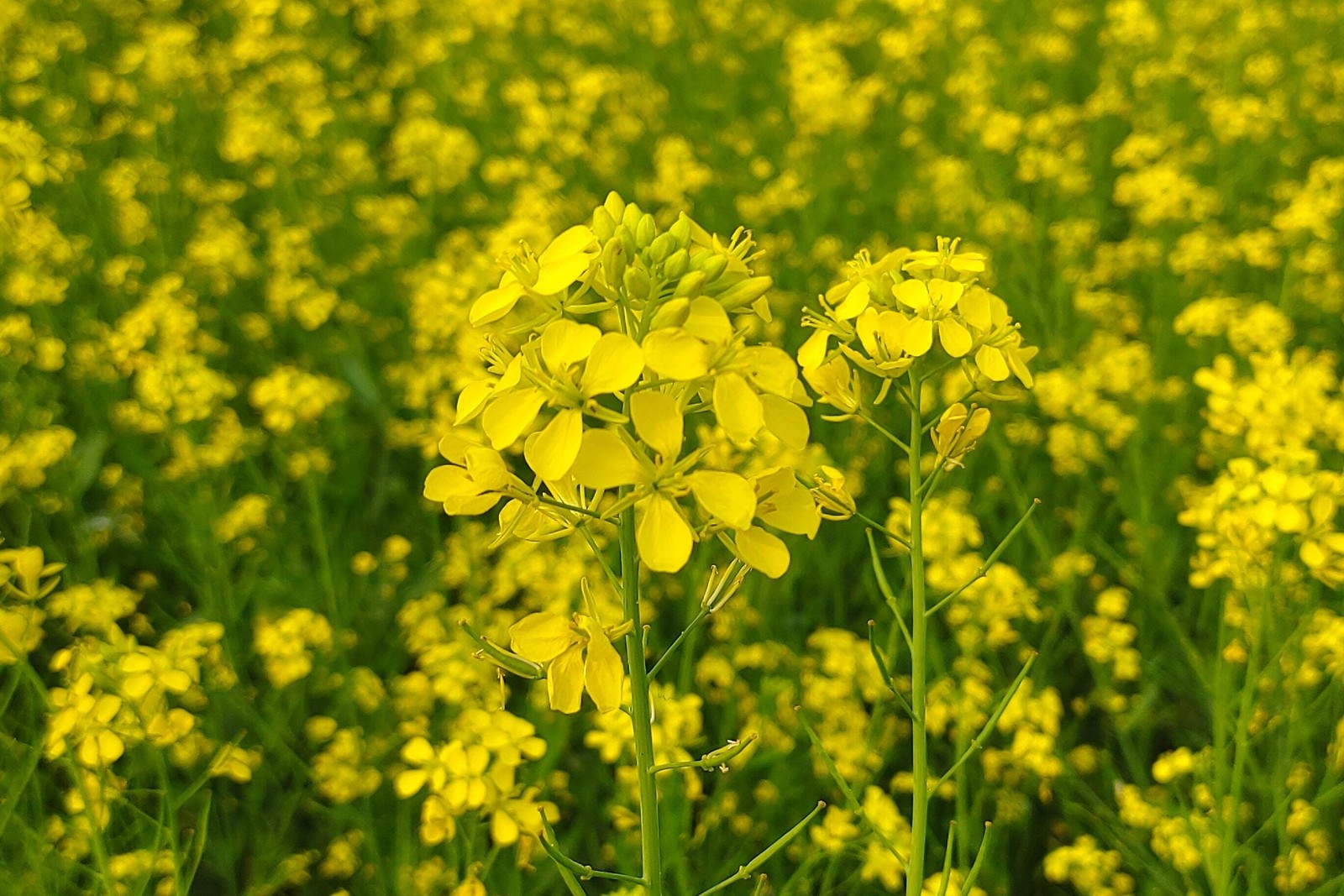 3000 FLORIDA BROADLEAF MUSTARD Brassica Juncea Herb Vegetable Seeds *Combined SH