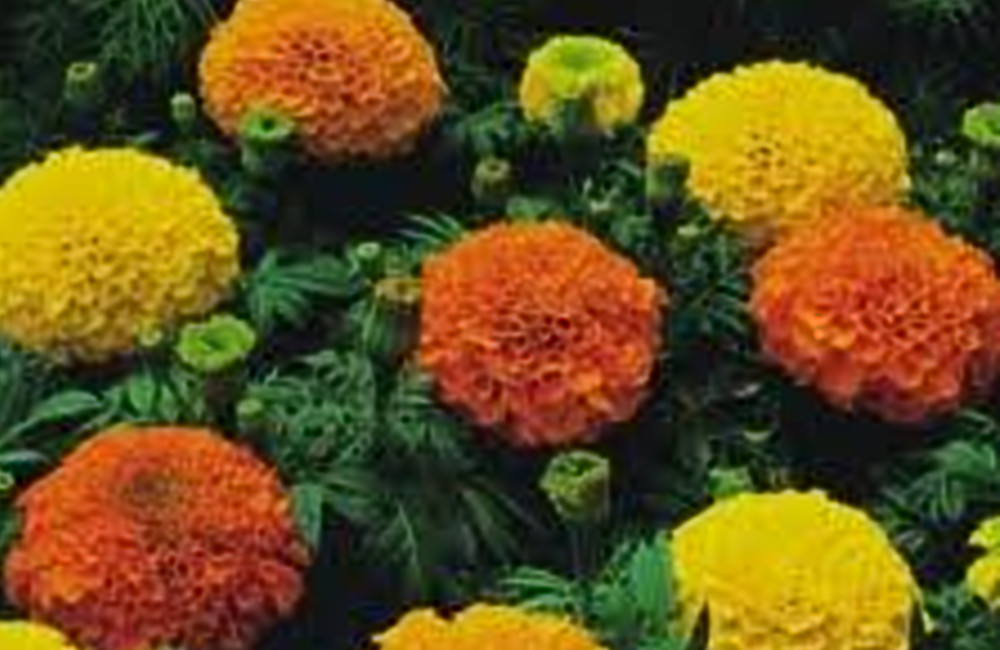 Marigold Cracker Jack Nice Garden Flower by Seed Kingdom Bulk 3 Lb Seeds