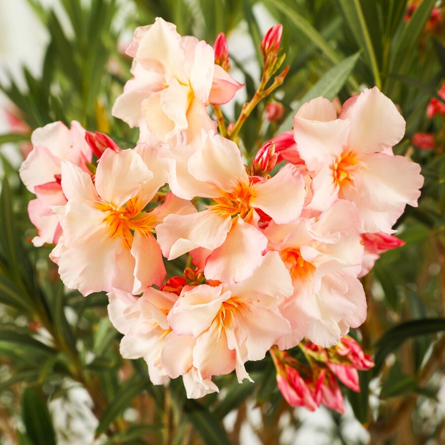 Oleander Nerium Salmon Pink new color seeds Plumeria-form