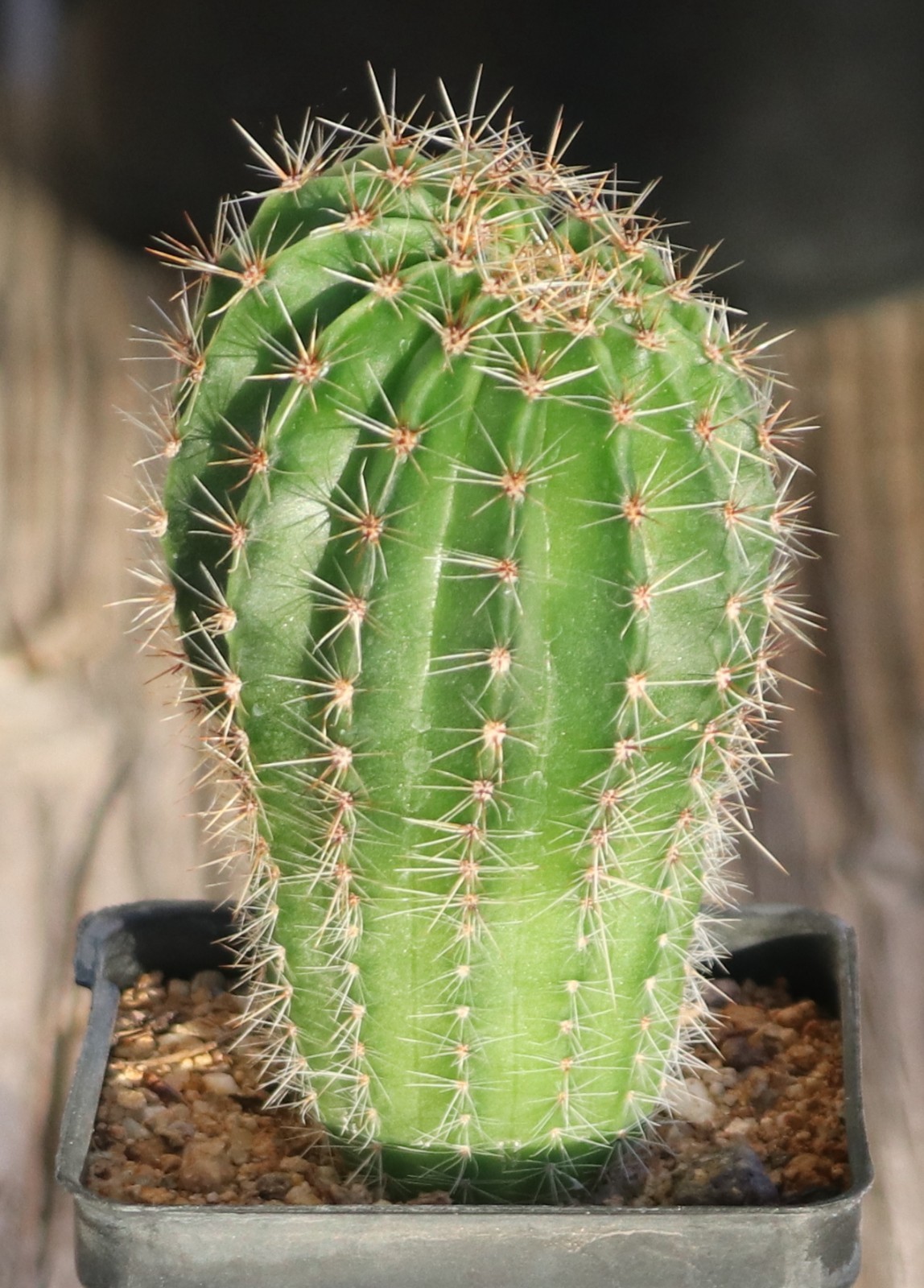 Echinopsis hybrid ‘Devon Cream’