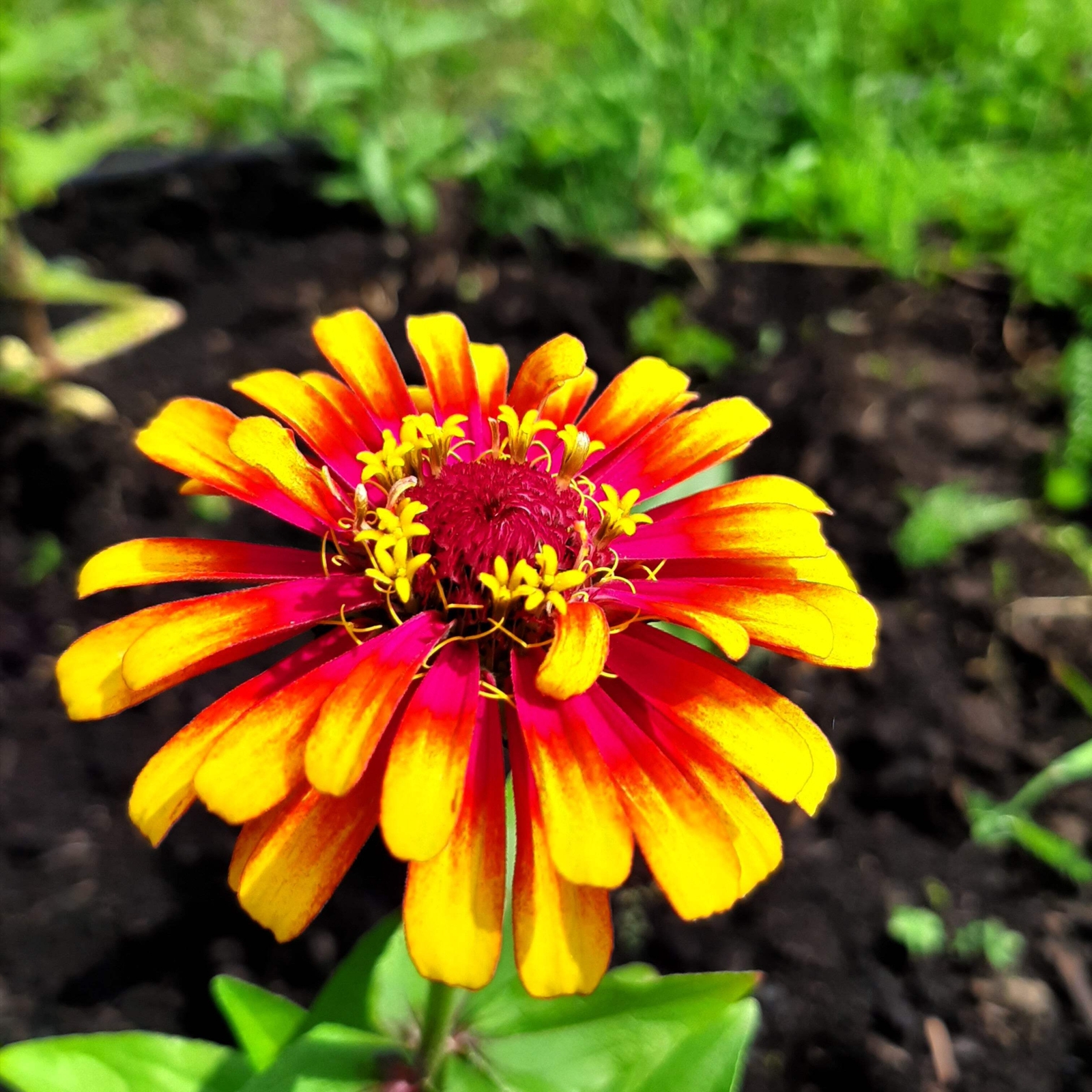 50 CAROUSEL MIX ZINNIA Elegans Carrousel Whirligig Mixed Colors Flower Seeds