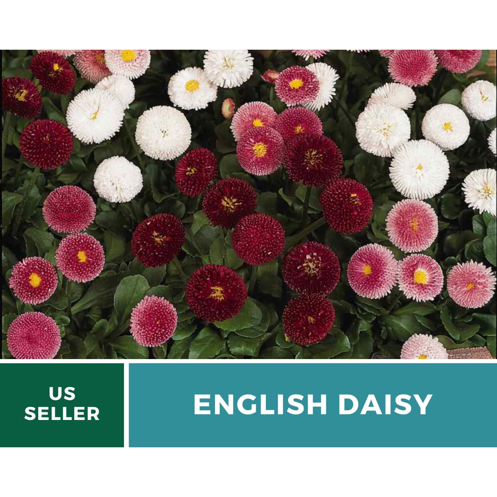 Daisy, English (Super Enorma Mix) seeds – Heirloom Flower (Bellis perennis) – La