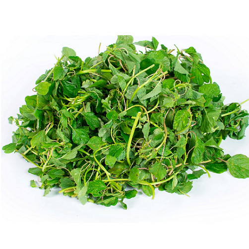 GREEN SPINACH, AMARANTH SEEDS, RAU DỀN CƠM , 绿菠菜 | 99% GERMINATION |