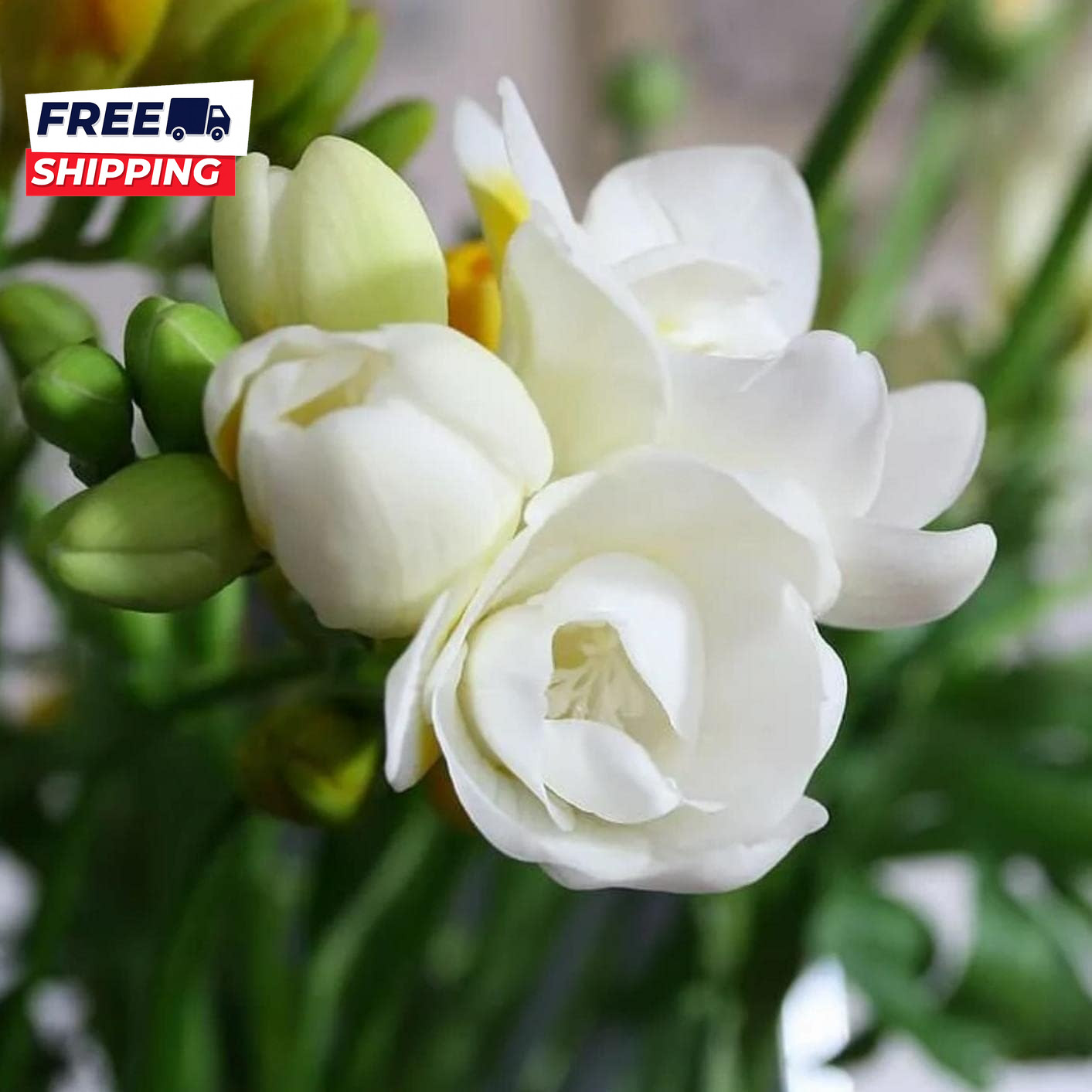 200+ Climbing Jasmine Flower Seeds for Planting Fragrant Plant Seeds Non-Gmo