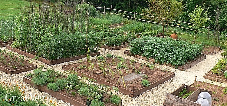 NON GMO HEIRLOOM VEGETABLE SEED YOU CHOOSE OVER 90 VARIETIES GROW YOUR OWN FOOD!