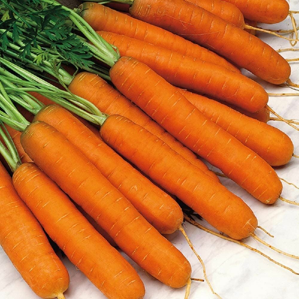 Carrot Seeds- Scarlet Nantes Carrot Seeds ,”COOL BEANS N SPROUTS” Brand. Home Ga