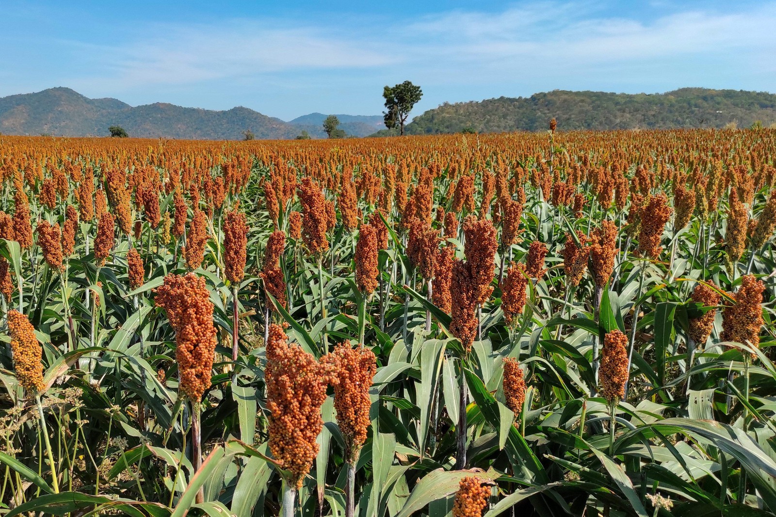 50 DELLA SORGHUM Bicolor Syrup Flour Grain Vegetable Seeds