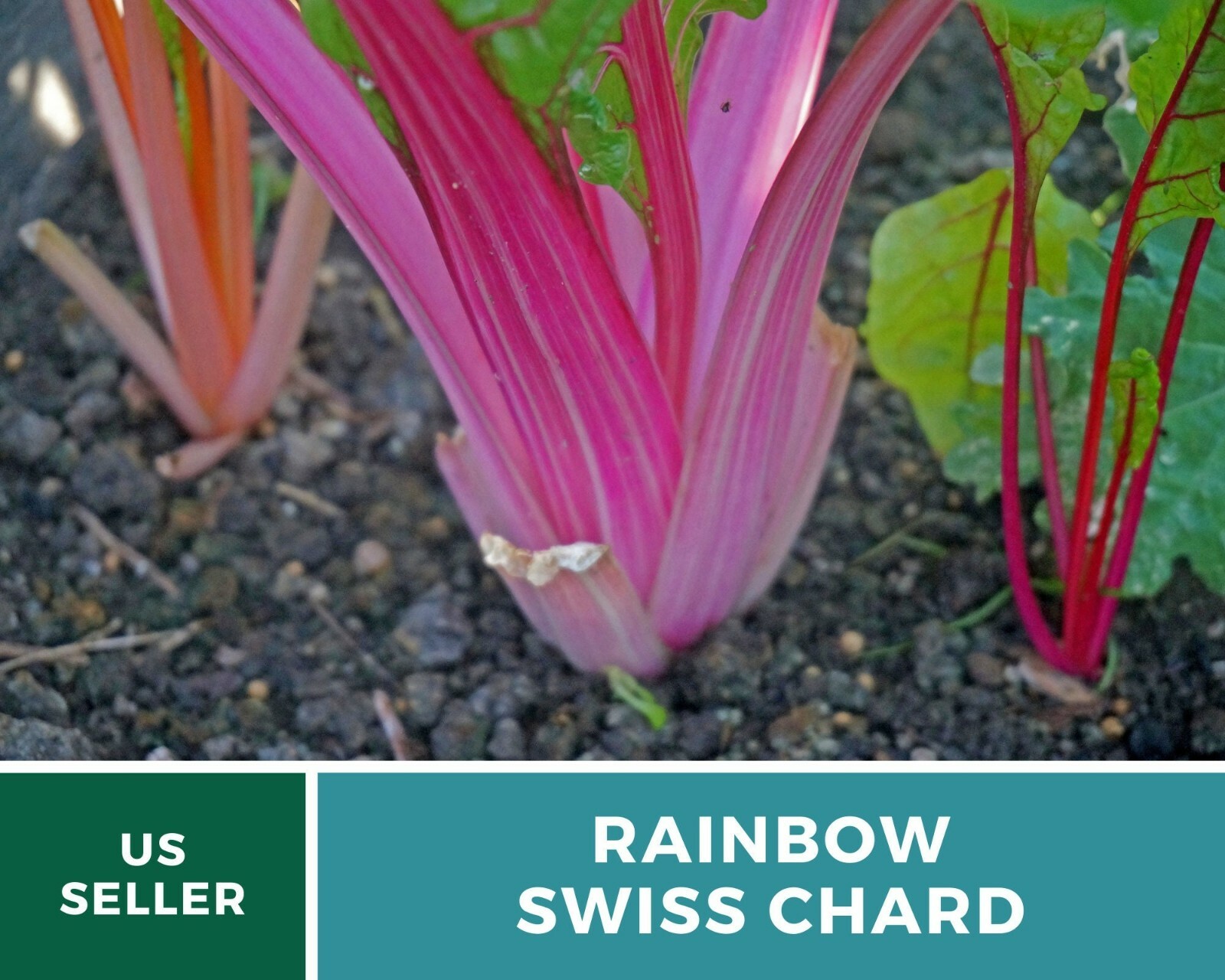 Swiss Chard, Rainbow – Heirloom Seeds – Spring or Fall crop – Non GMO (Beta vulg