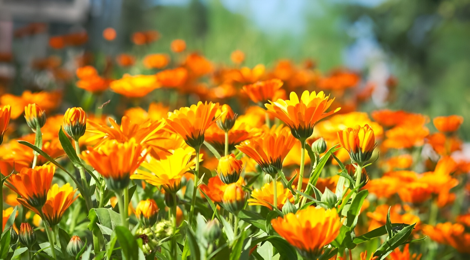 150 Calendula Seeds – Pacific Beauty Mixture -Gorgeous Orange and Yellow Blooms