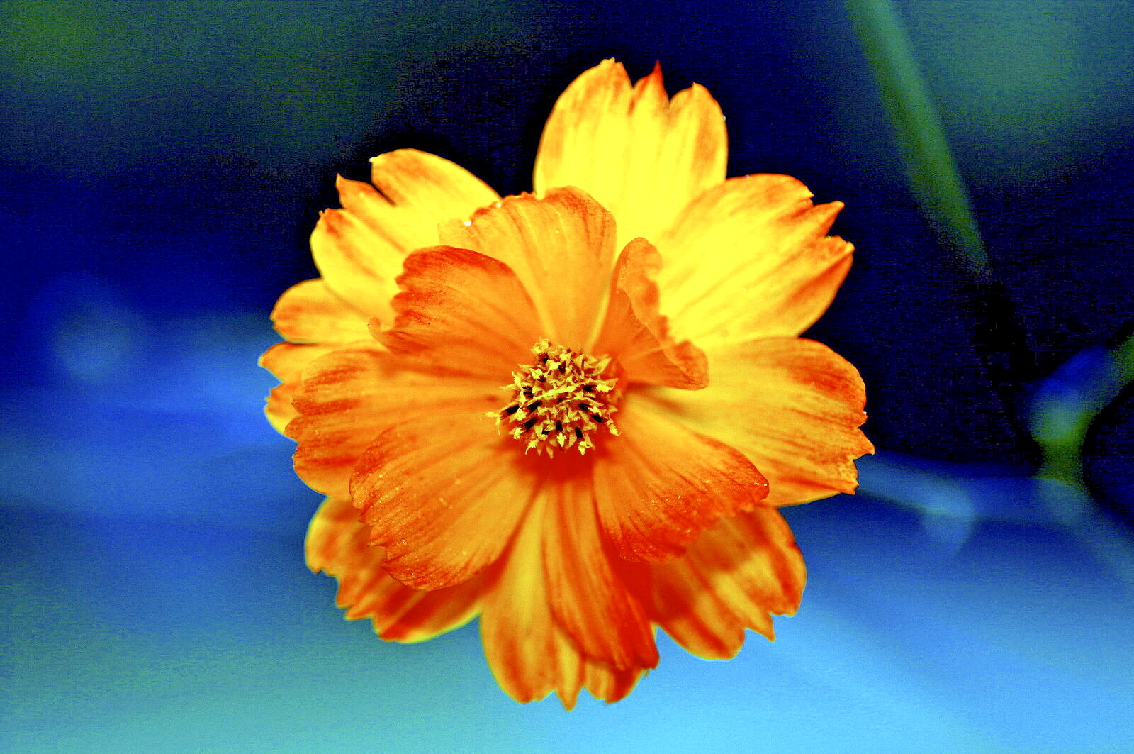 800 DOUBLE ORANGE COSMOS Seeds (Cosmos sulphureus) Annual Flower House Plant