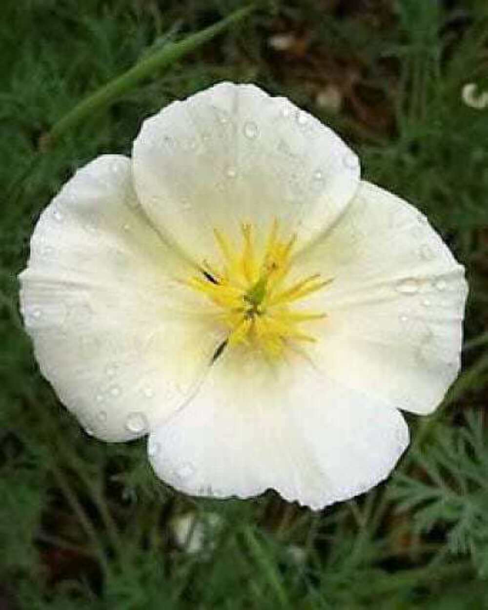 1000 WHITE CALIFORNIA POPPY Eschscholzia Californica Flower Seeds