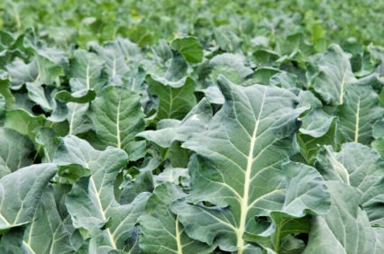 601+GEORGIA COLLARD GREENS Seeds Heirloom Vegetable Spring Fall Garden Container