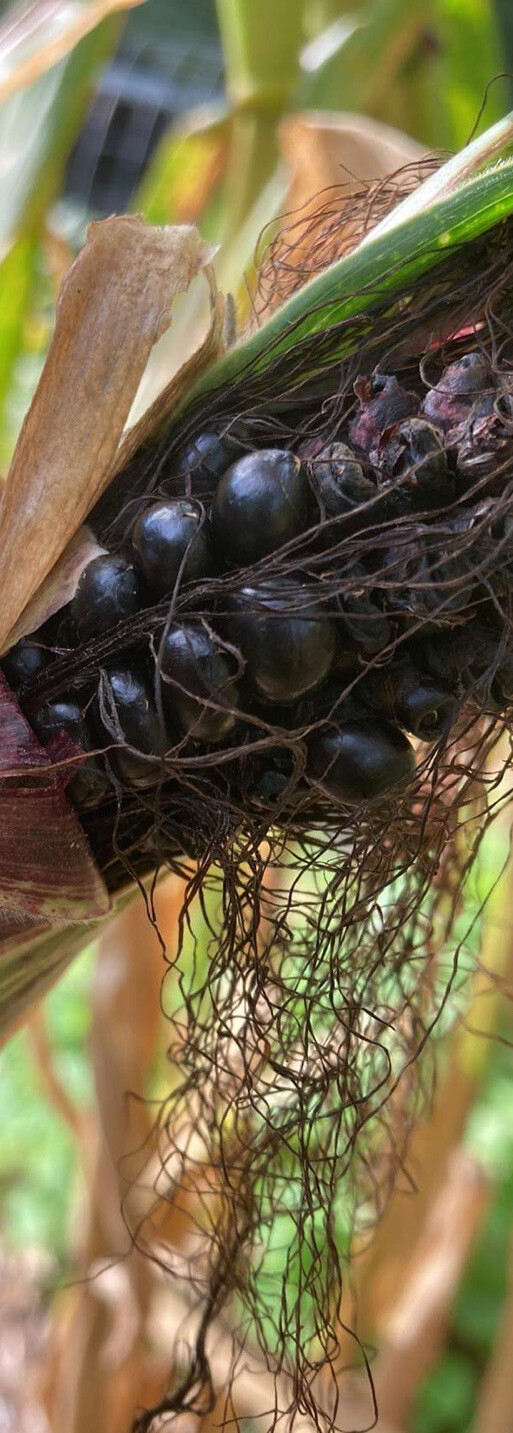 Peruvian Inca Purple Corn Seeds Maiz Morado 50 Seeds Garden Planting Non-GMO