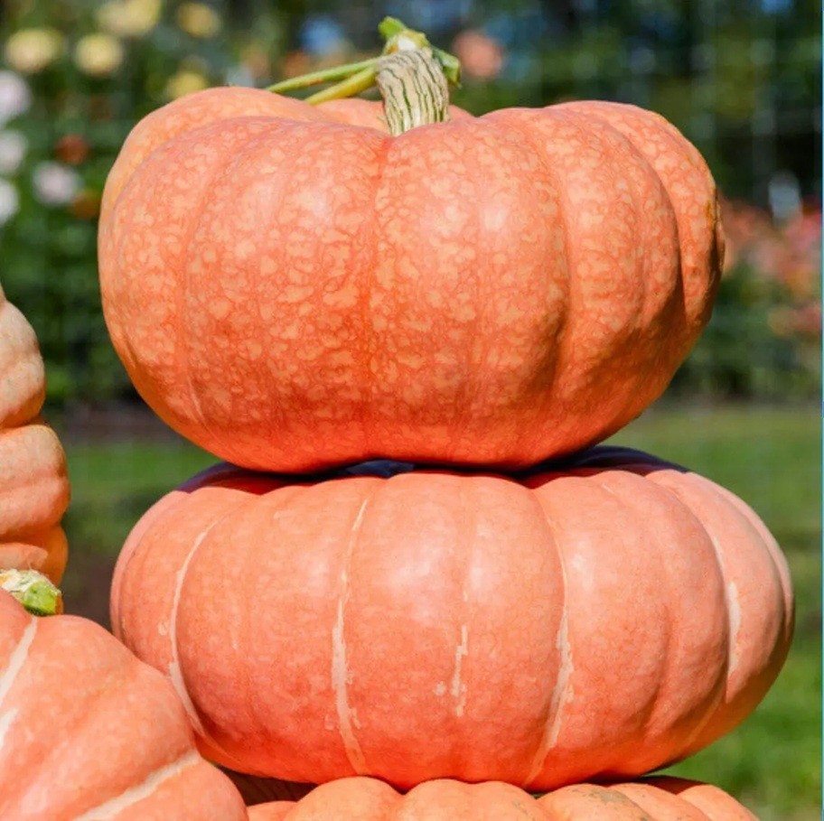 10+Summer Sky Pumpkin Seeds Heirloom Big Winter Squash