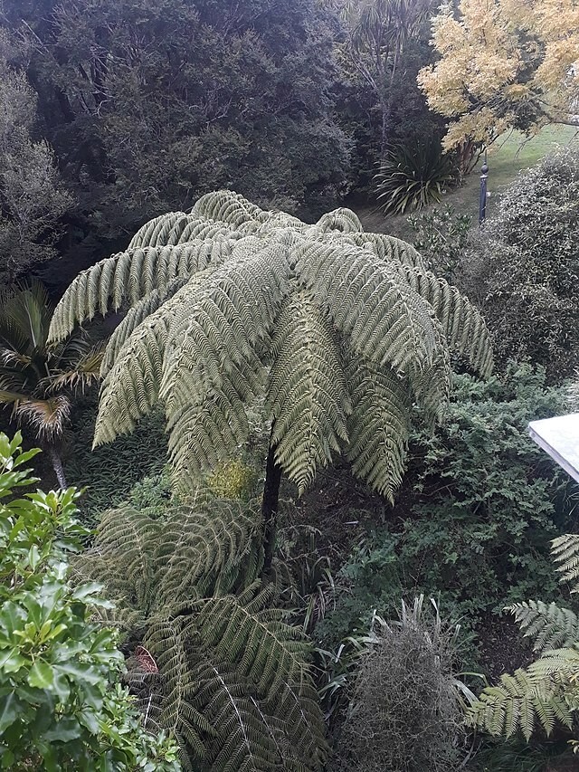 Cyathea medullaris | Black Tree Fern | 100 Spores