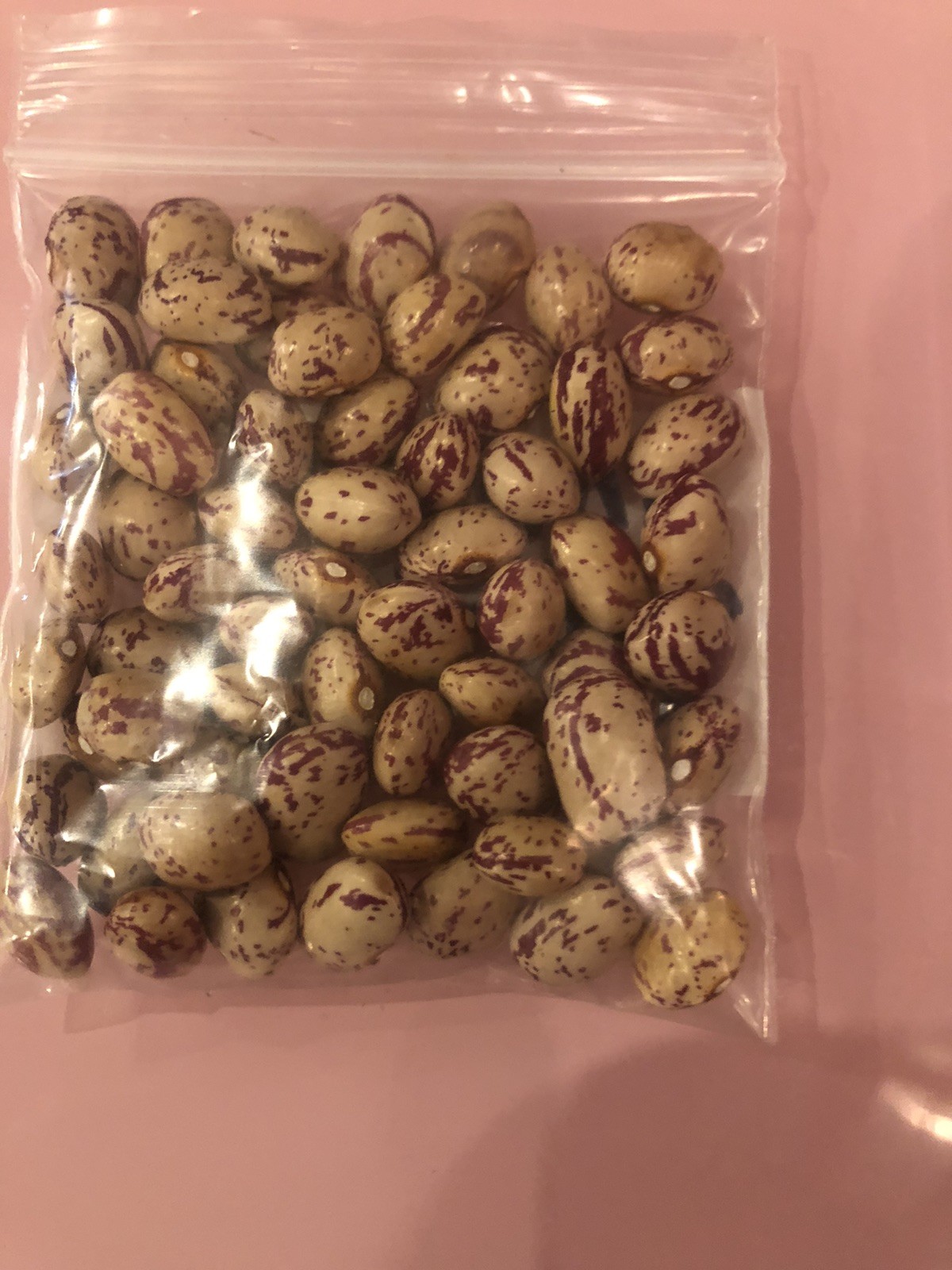 1 ounce Smith Osborne Pole Bean Grown in 2025 Heirloom Kentucky Fall Bean